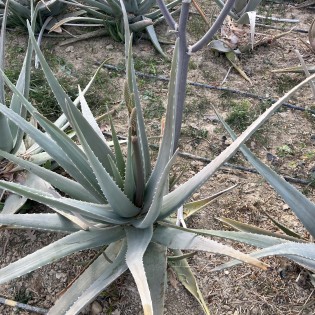 Aloevera yaprak Aloevera yaprak