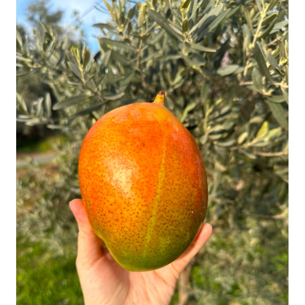 Mango