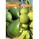 3+3 Avokado limon