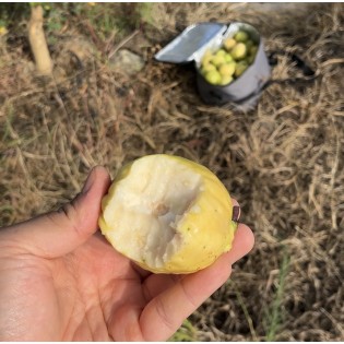 Guava