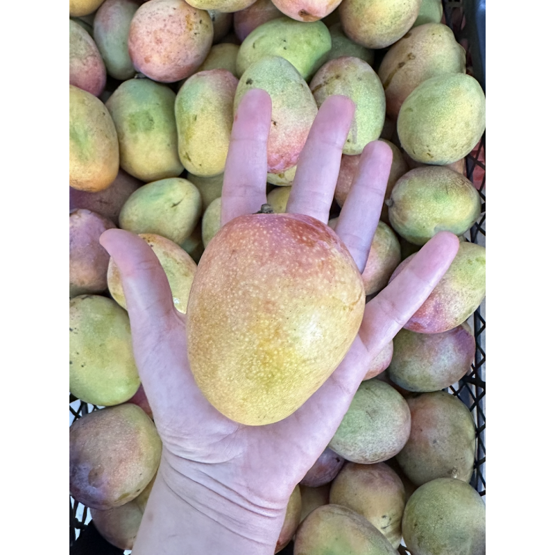 Baby Mango