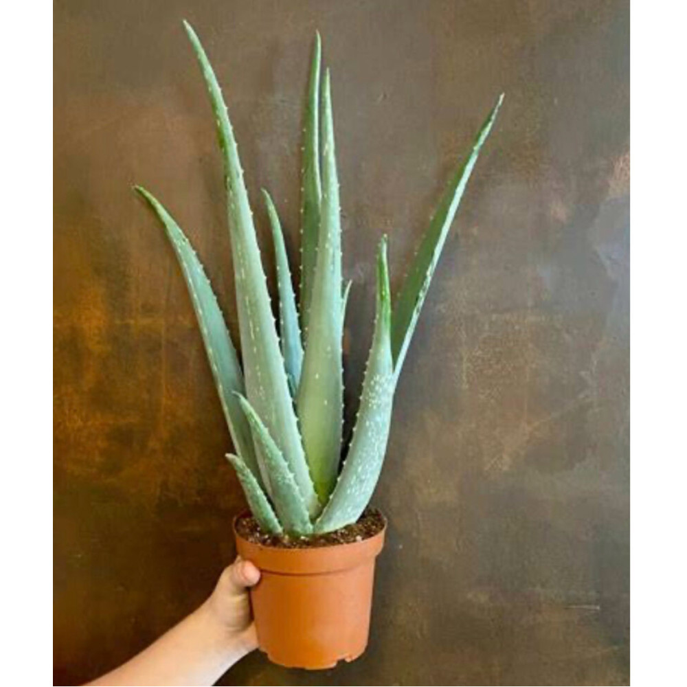 Aloevere Fidanı