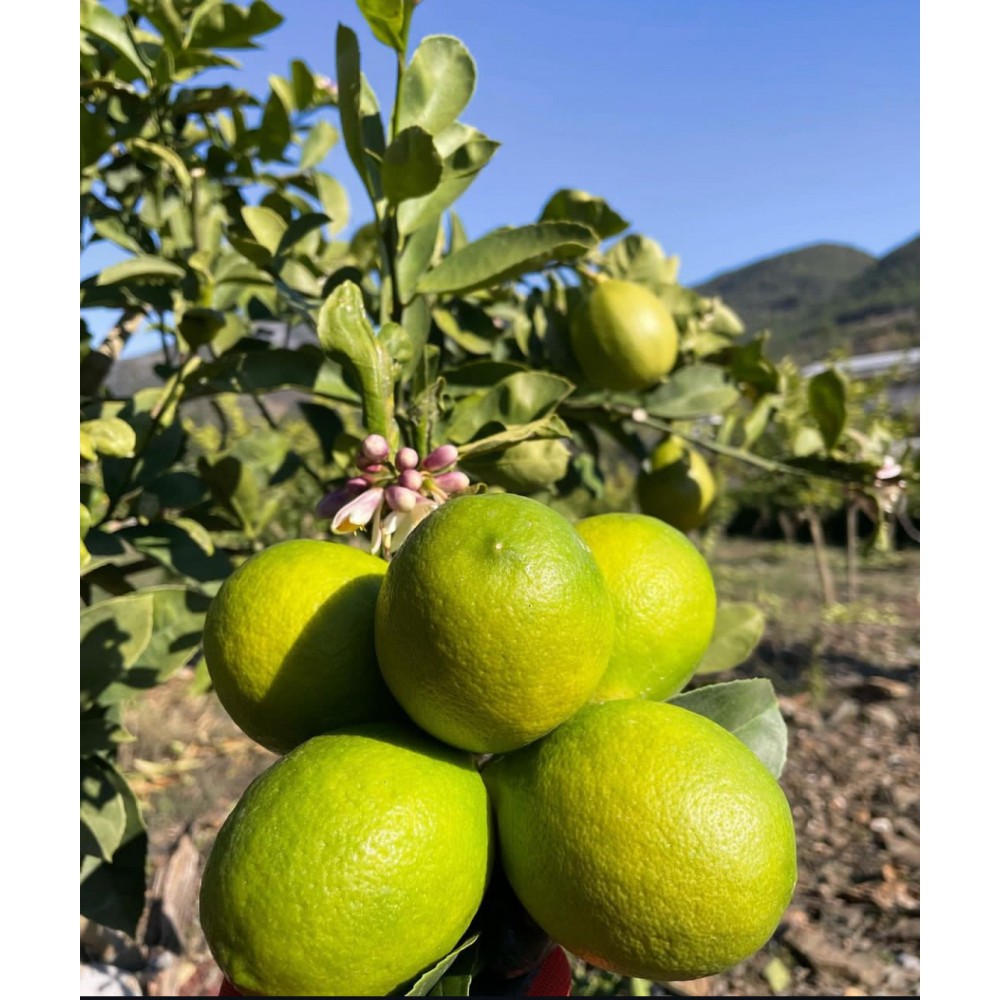 Yeşil limon