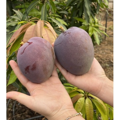 Mango Adet