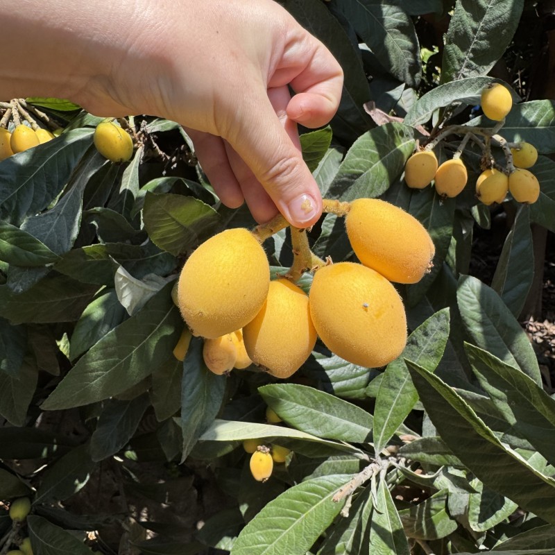 Yeni Dünya/Malta eriği Yeni Dünya/Malta eriği