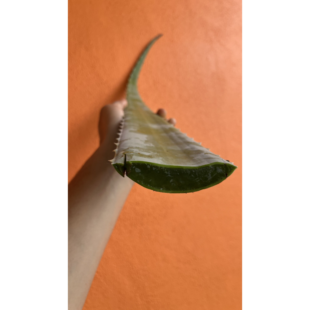Aloevera yaprak