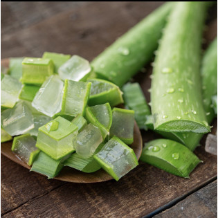 Aloevera yaprak Aloevera yaprak