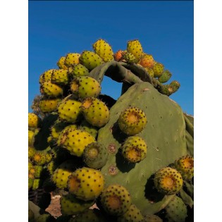 Dikenli incir(frenk inciri)