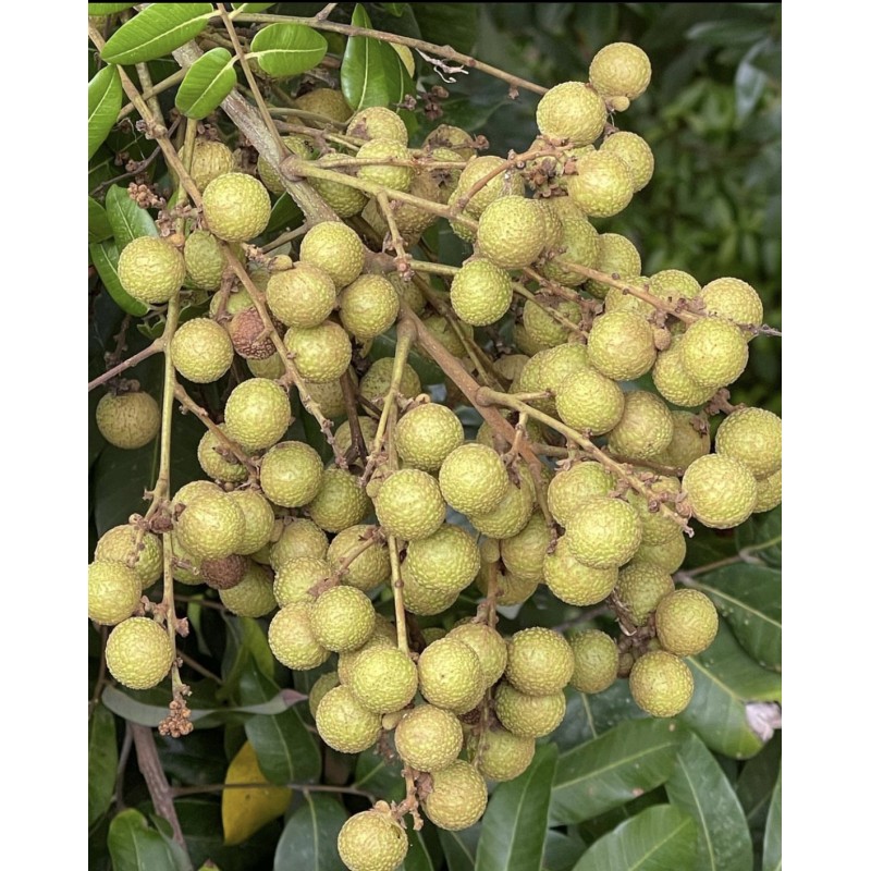 Longan(Ejder gözü)