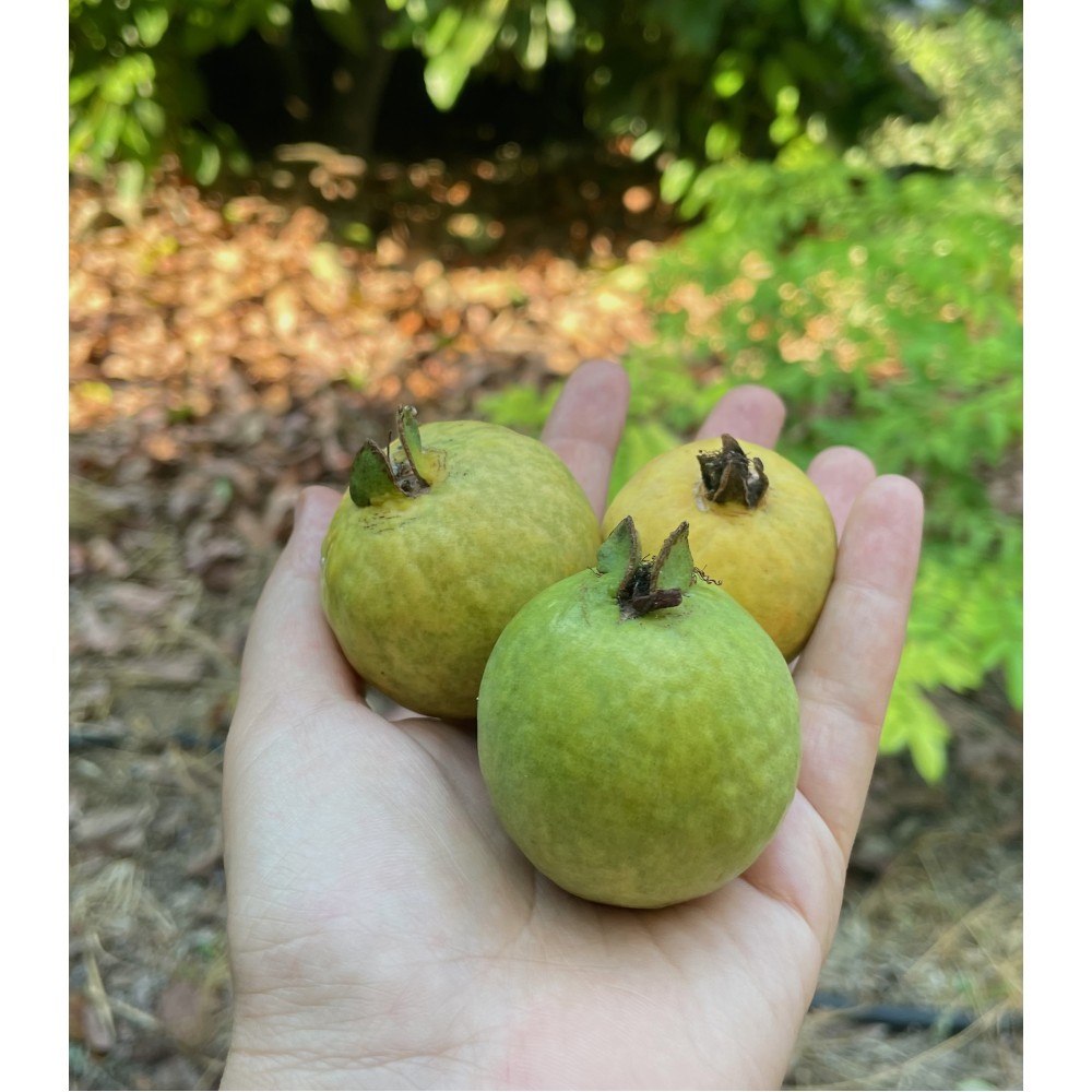 Guava