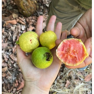 Guava