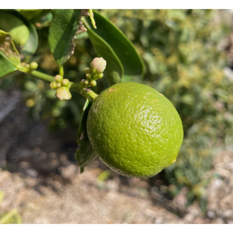 lime limon lime limon