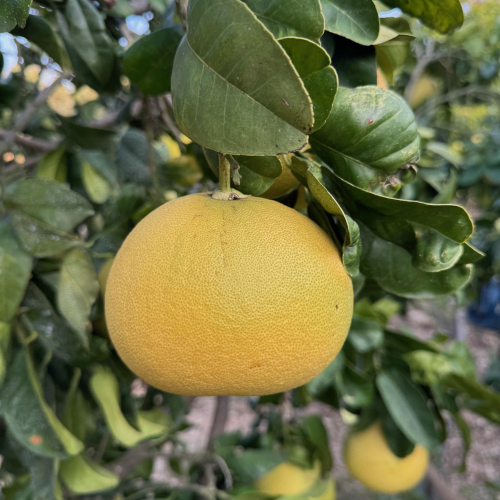 Pamelo