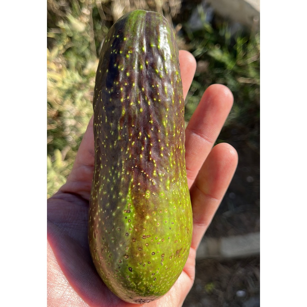 MOR Avokado 