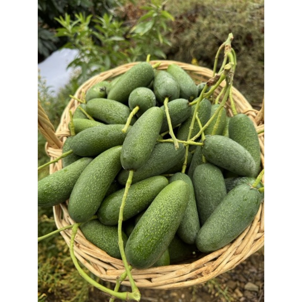 Baby Avokado