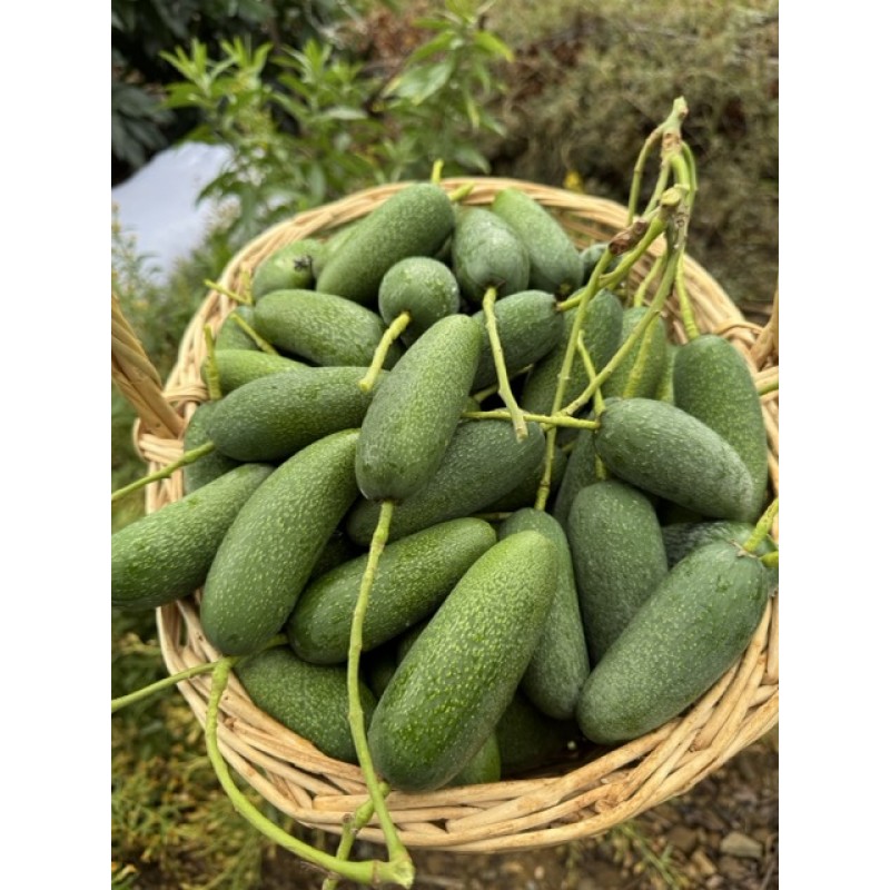 Baby Avokado Baby Avokado