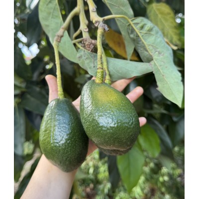 Avokado bacon(Adet)