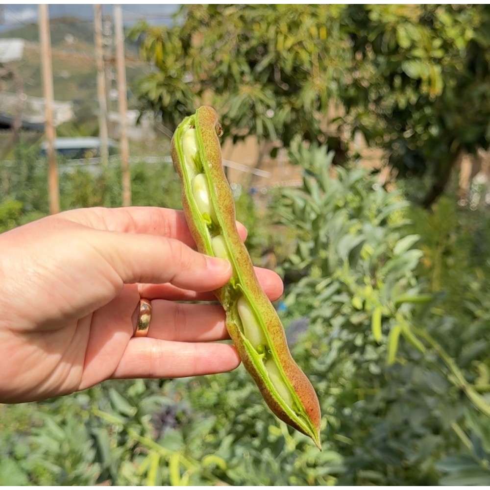 Kabuklu Taze İç Bakla