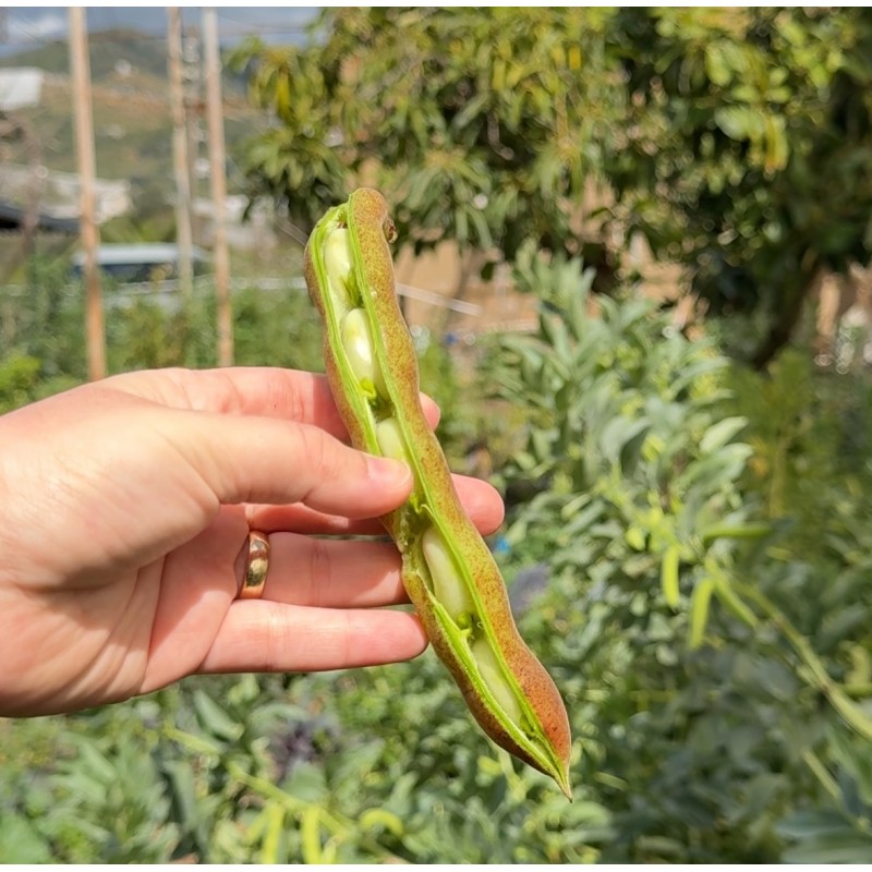 Kabuklu Taze İç Bakla
