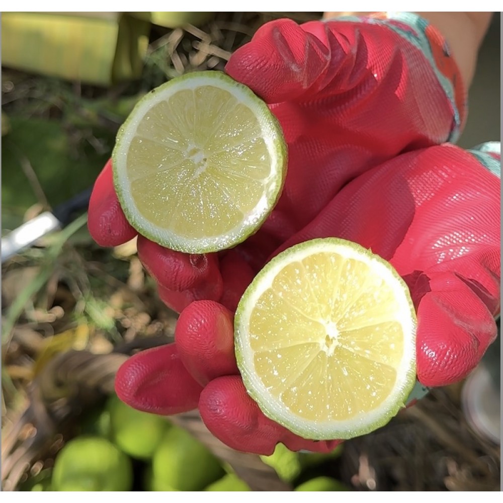 Bergamot limon