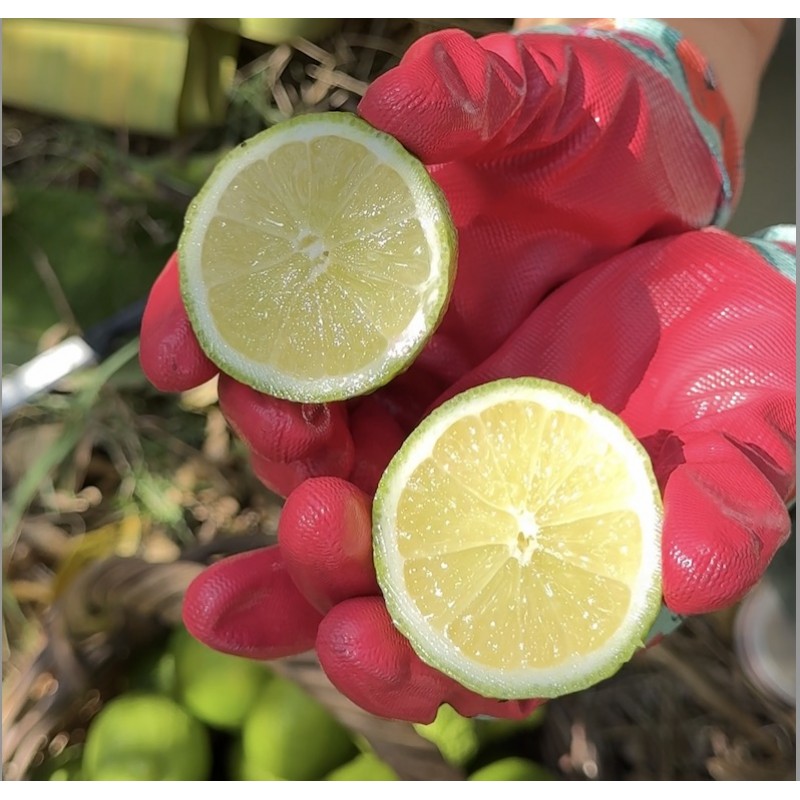 Bergamot limon