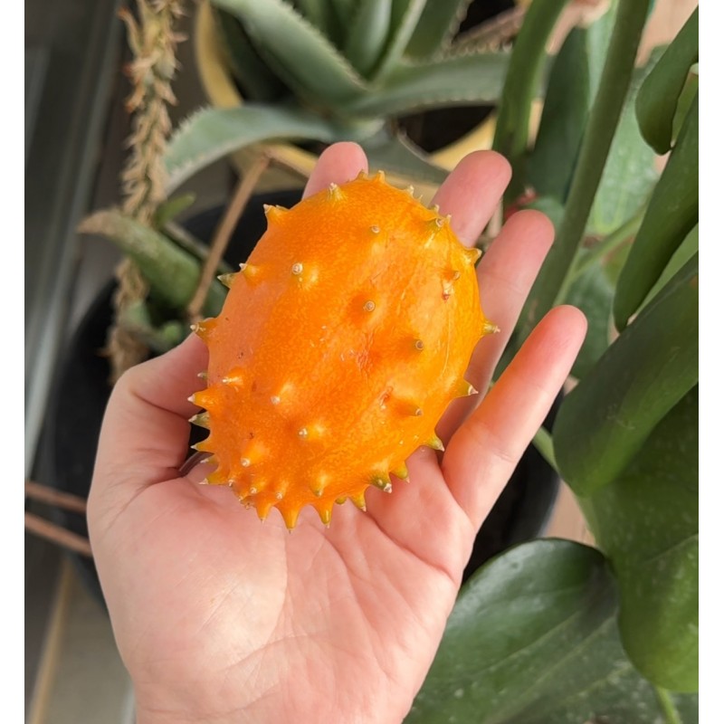 Kiwano