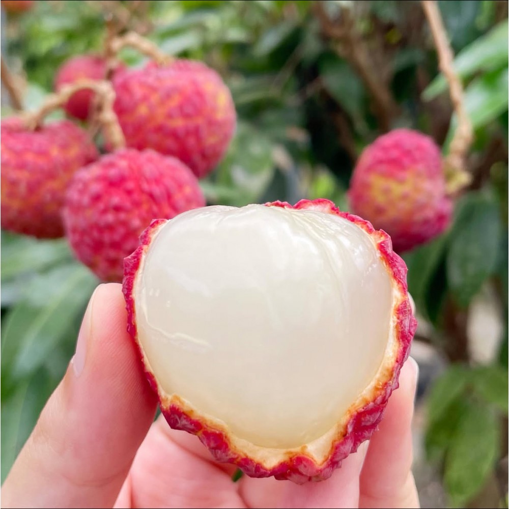 Liçi (lychee)