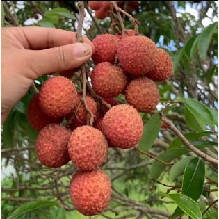 Liçi (lychee) Liçi (lychee)