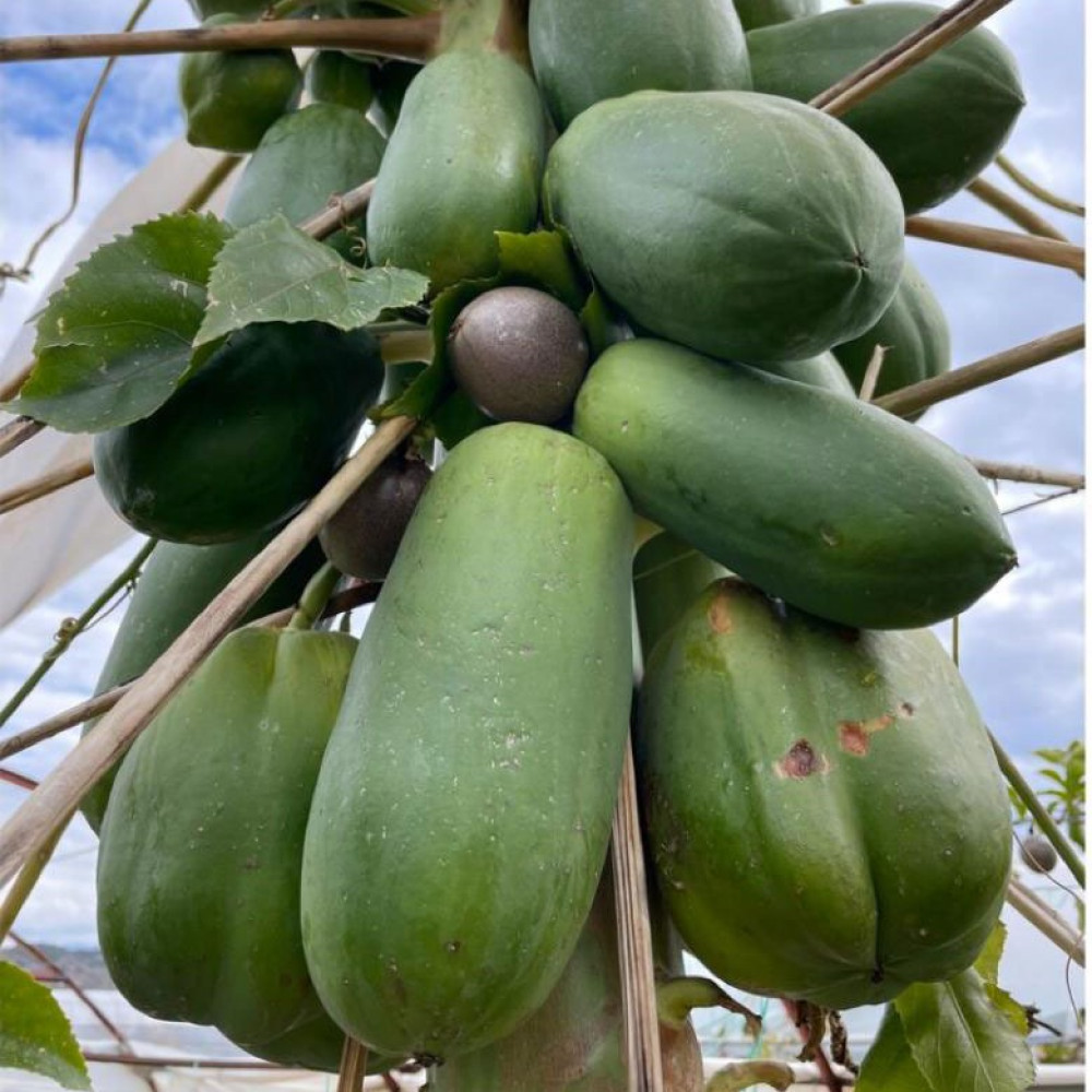Yeşil Papaya