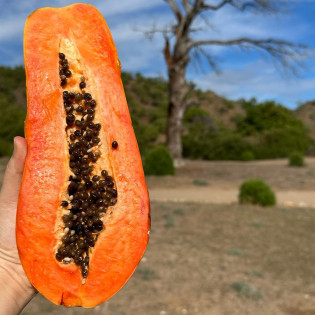 Papaya