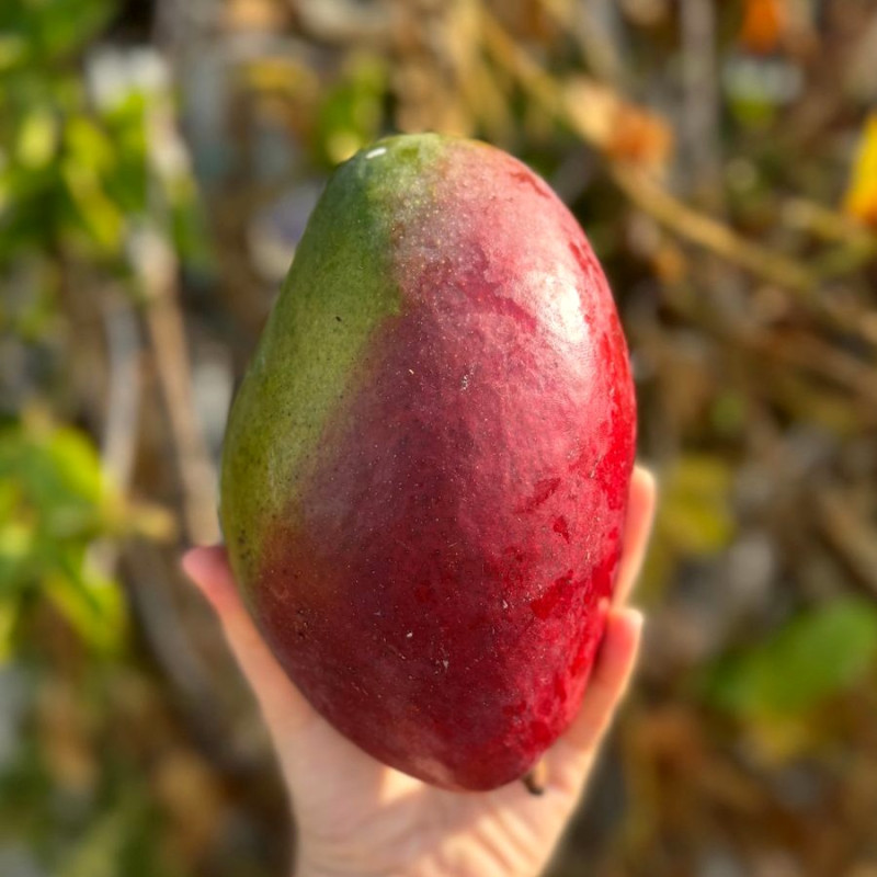 Mango  Adet