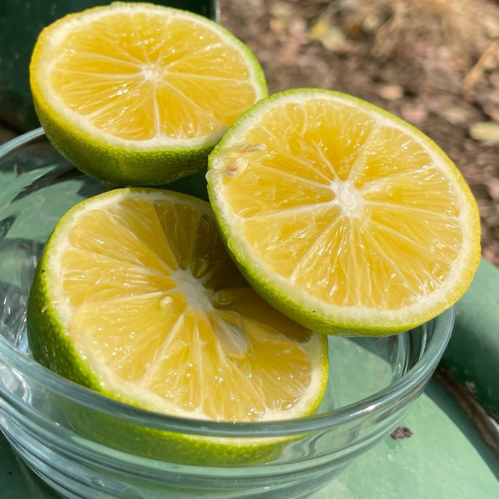 Kara limon