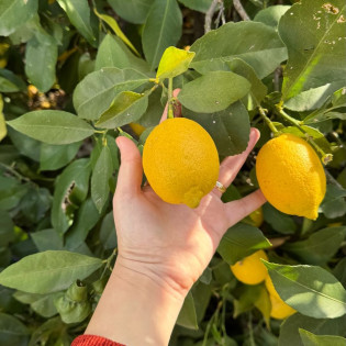 Kara limon