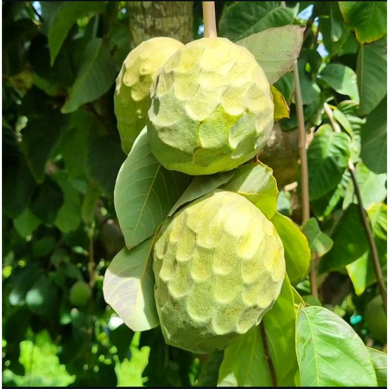 Cherimoya (kanser meyvesi)