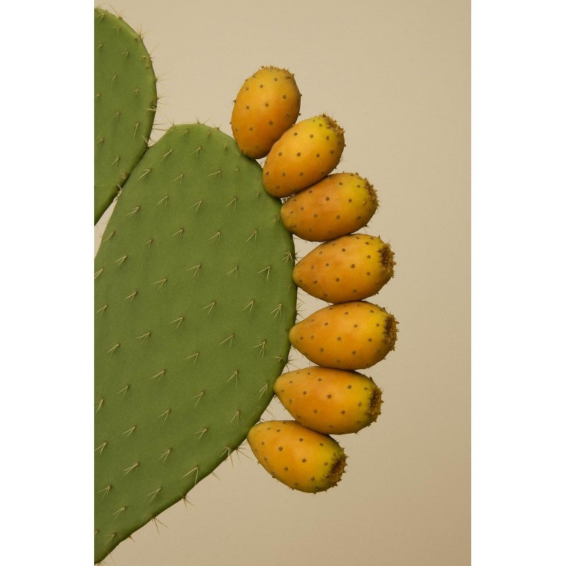 Dikenli incir(frenk inciri)