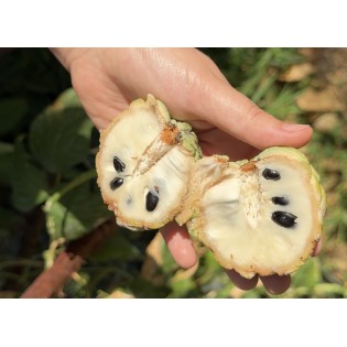 Cherimoya (kanser meyvesi)